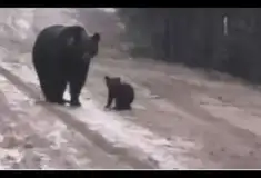 Готовый бизнес - Охотхозяйства